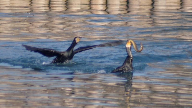 Lo spuntino del Cormorano